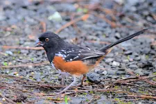 birds4.webp birds4.webp