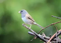 birds5.webp