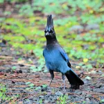 birds6.webp