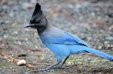 birds7.webp birds7.webp