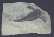 eurypterid-dorsal.webp eurypterid-dorsal.webp