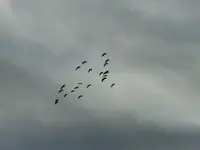 geese 1.webp