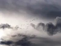geese 2.webp