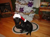 santa paws.webp