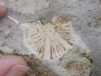 hunstanton_fossil26.webp