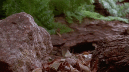 spyf5z0w7kzSg.gif