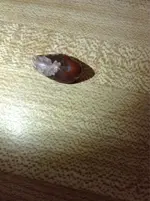 ImageUploadedByTreasureNet.com1417290992.194342.webp