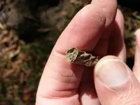 silver pencil with lead.webp