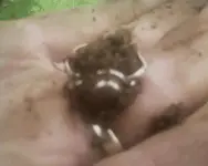 untitled new ring.webp
