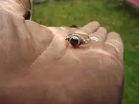 11-23-2014 new ring 049.webp