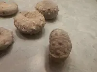 fossils 009.webp