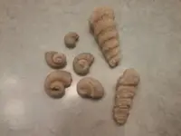 fossils 013.webp