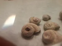 fossils 014.webp