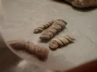 fossils 022.webp