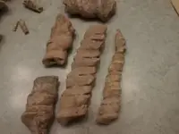 fossils 023.webp