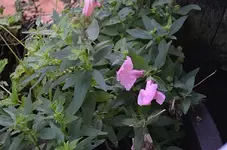 4A.webp
