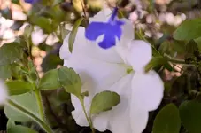 4C.webp