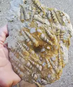 Gastropods (Snails) 002.webp