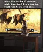 roaringcat.webp roaringcat.webp
