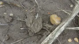 1875 in dirt.webp 1875 in dirt.webp