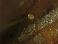 Nugget pulled[2].webp