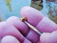 1.6 gram Nug[3].webp