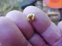 Penny closeup[4].webp