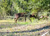 Buck 2.webp