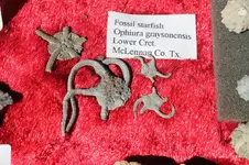 Brittle stars.webp