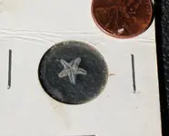 Asteroidea_ Betelgeusia reidi.webp