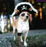 funny-picture-weird-dog.webp