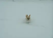 bella in the snow.webp