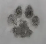640px-Cougar_track.webp