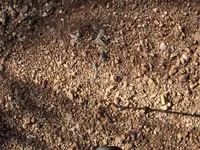SDC11742.webp