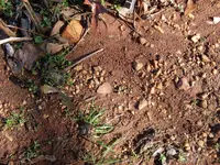 SDC11748.webp