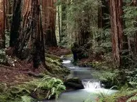 redwoods.webp redwoods.webp