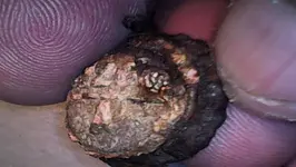 Pinecone.webp