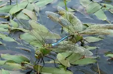 Dragonlove.webp