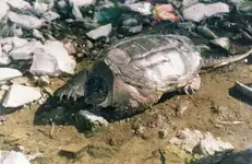 snappin turtle.webp