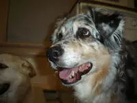 pups.webp
