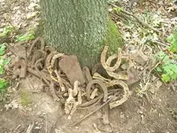 Rust and roots.webp
