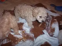 puppy.webp