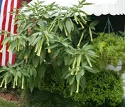 onetrumpet.webp