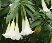 trumpetclose.webp
