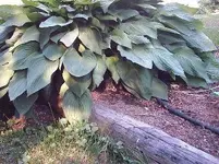 Grace-hosta.webp