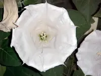 MVC-009F.webp