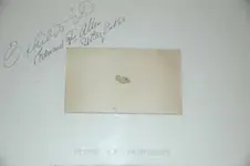ImageUploadedByTreasureNet.com1418934864.578504.webp