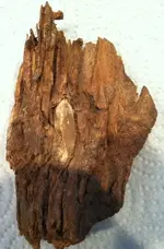 bltinwood1715.webp