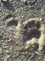 tracks1.webp