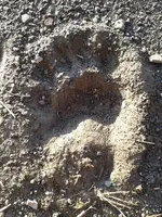 tracks2.webp